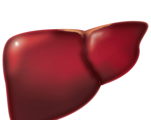 What is Fatty Liver and How to get rid of it?