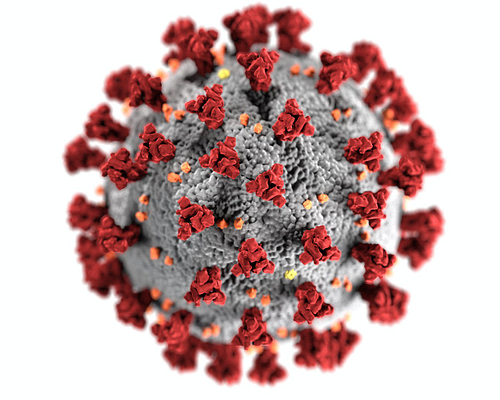 COVID Virus May Cause The Body to Attack Itself